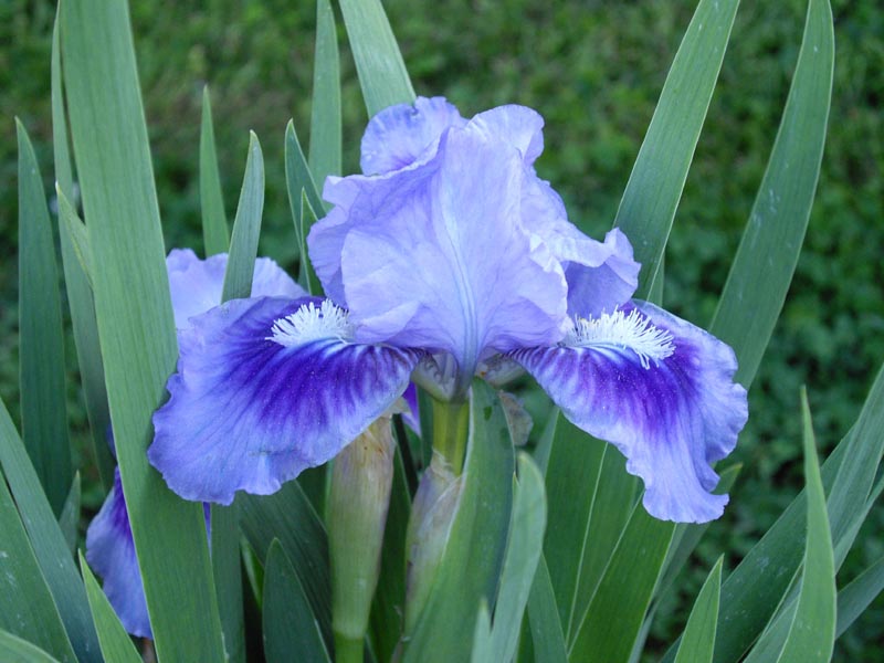 Iris pumila 'bleu'